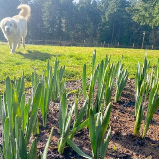 The Promise of Spring on the Farm